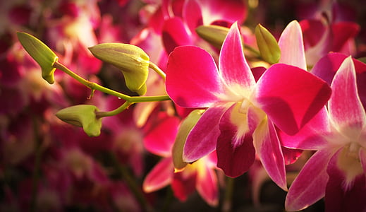 closeup photo of pink orchids