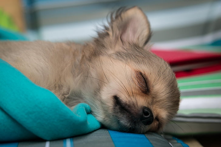 brown and black chihuahua lying on green textile
