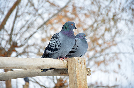 depth of field photography of two rock doves perching on brown wood stick