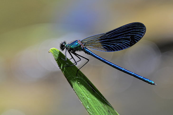 selective photography of black and blue darner dragonfly on plant leave