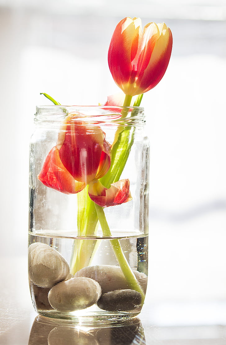 red petaled flowers in clear glass vase