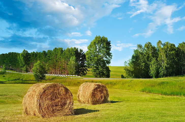 photo of brown hay near grass