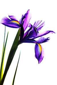 purple petaled flowers with white background