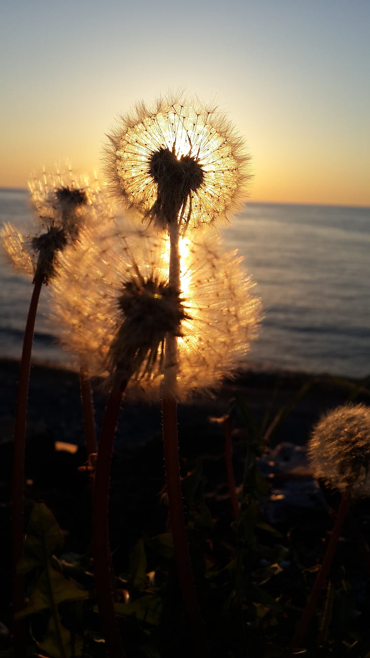 shallow focus photo of dandelion during sunset