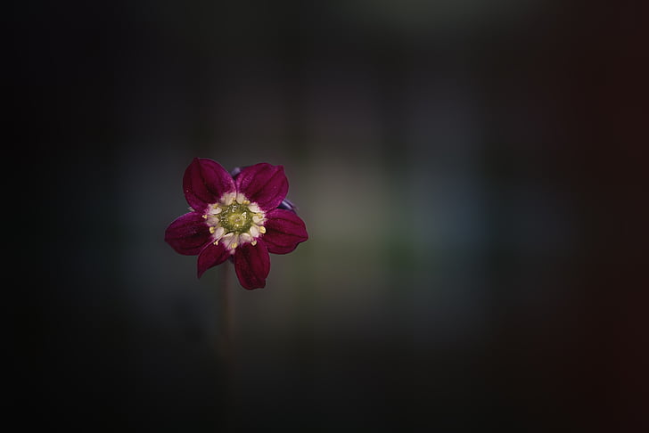 vignette photography of red petaled flower