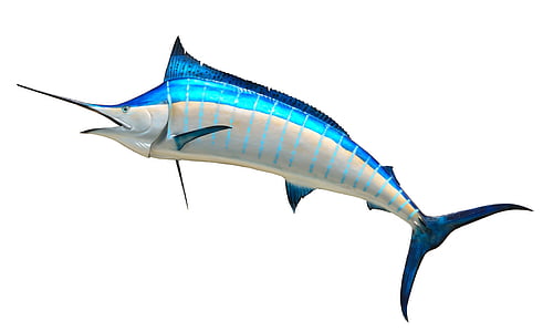 gray and blue sword fish