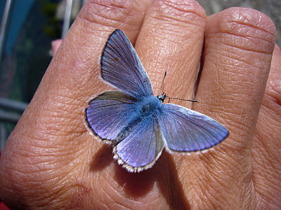 blue and white silver-studded butterfly