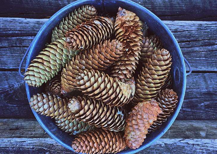 pinecones lot on gray bucket