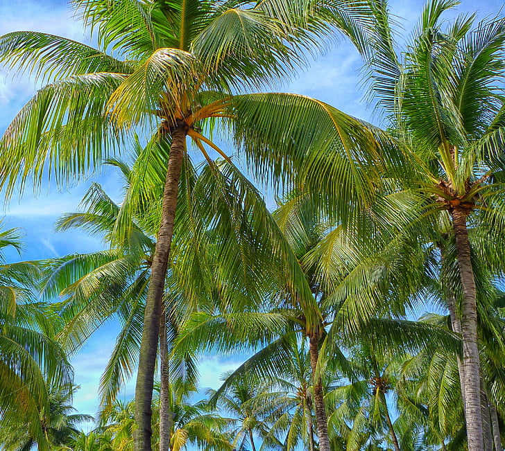 green coconut trees under clear blue sky