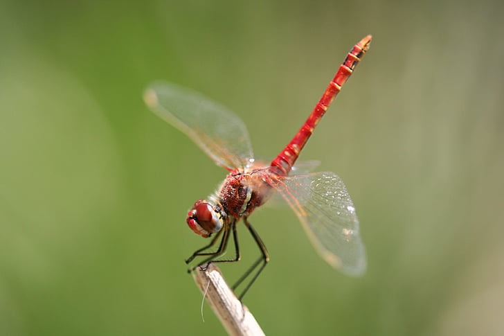 red dragonfly closeup photography