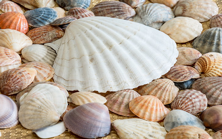Scallop Seashell On White Sand Stock Photo, Picture and Royalty Free Image.  Image 1380108.