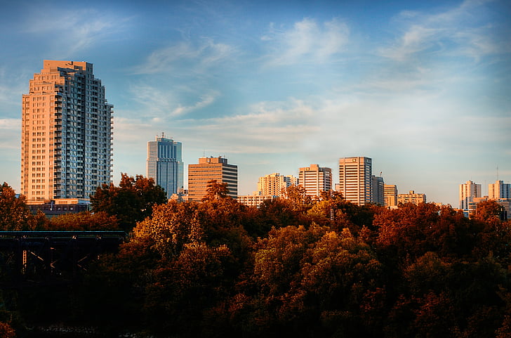 photography of brown leafed trees with a scene of high rise buildings
