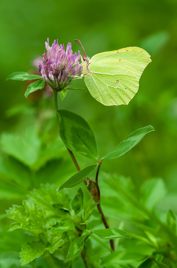 selective focus photography of brimstone butterfly perched on purple petaled flower