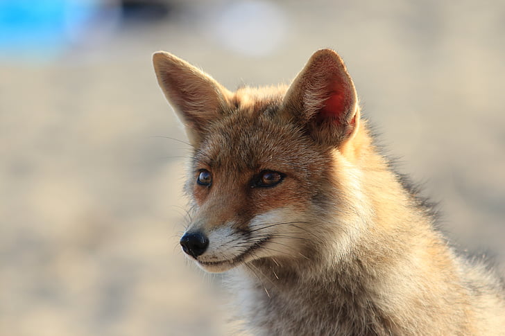 brown fox photography