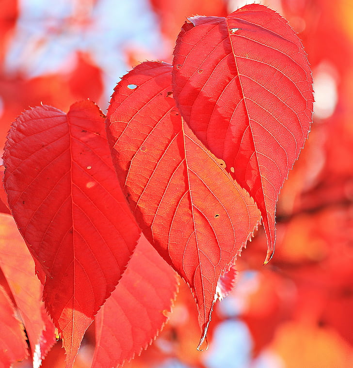 red leaves close up photography