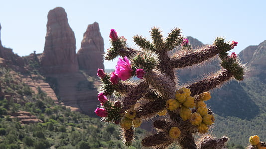 shallow focus photography of cactus