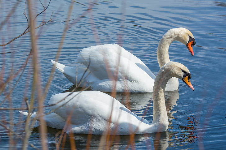 two mute swans at the body of water