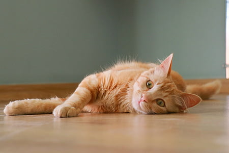 orange Tabby cat lying on brown floor