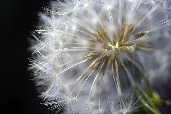 macro photography of dandelion flower