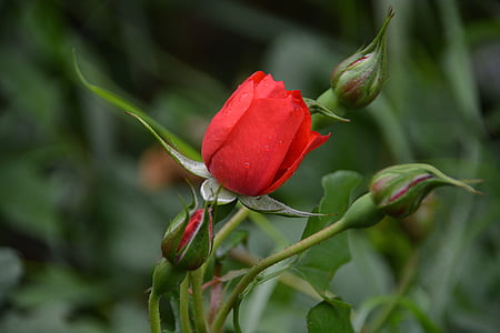 selective focus photography of red rose flower