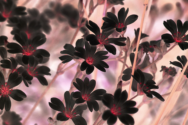 black stitchwort flower arrangement selective focus photo