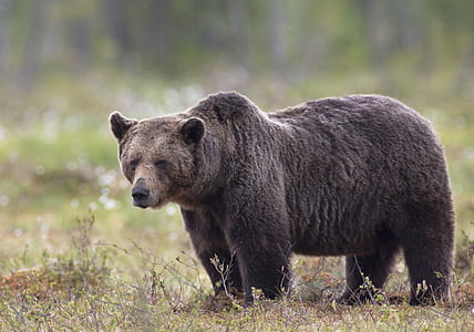 grizzly bear on ground at daytime