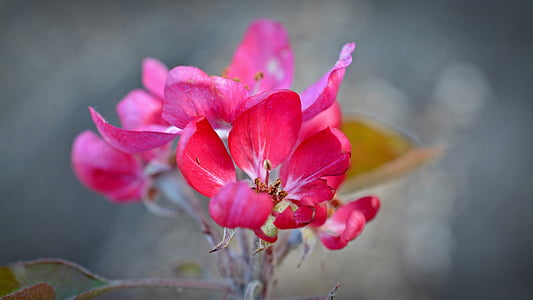 macro photography of pink flowers during daytime
