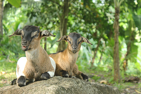 two brown-and-gray goat on gray rock