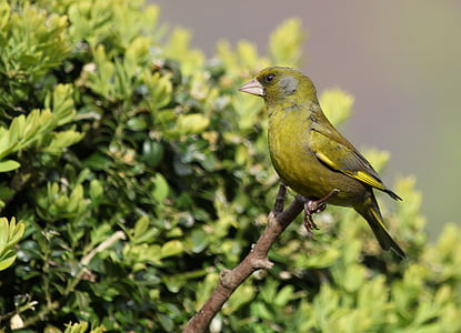 green and yellow bird perched on tree twig