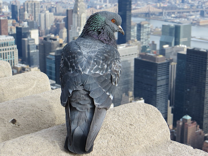 photo of gray rock doves on gray concrete platform near buildings