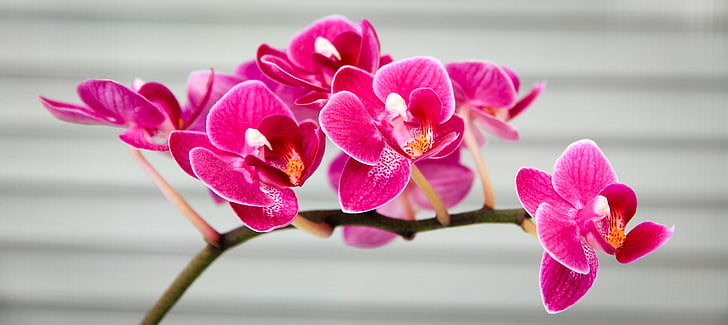 pink moth orchids macro photography