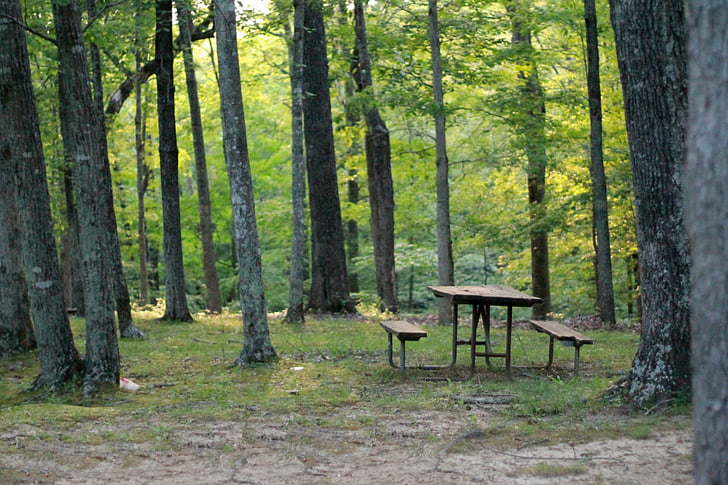 brown wooden picnic table beside black trees