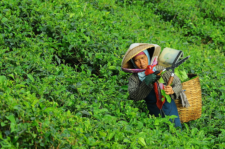 woman harvesting vegetable during daytime