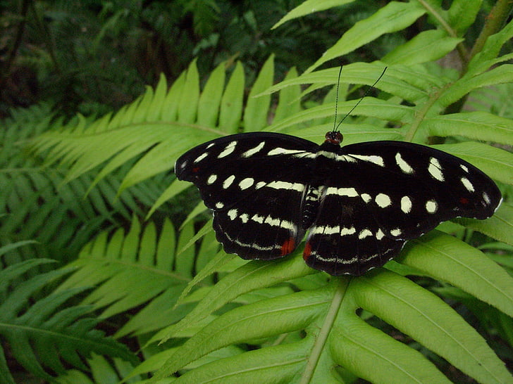black and white butterfly perched on green fern plant