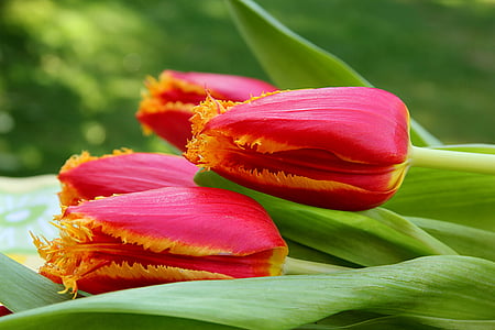 selective focus photography of pink tulip