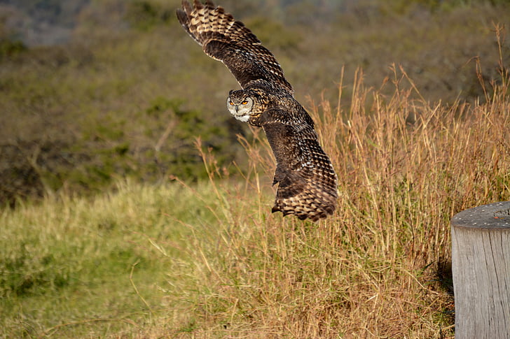brown flying owl