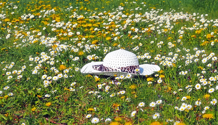white sun hat on fields of white flower