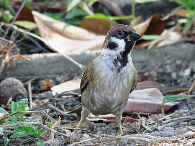 close-up photography of brown bird perching on brown ground