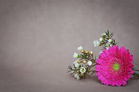 pink Gerbera daisy flower and white shrub flowers