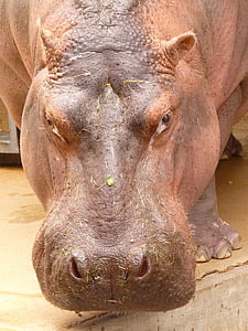 hippopotamus standing on brown concrete surface during daytime