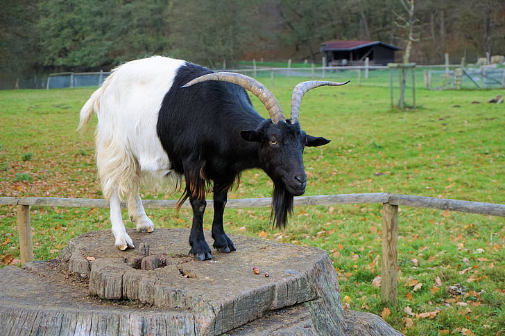black and white goat on brown tree trunk during daytime