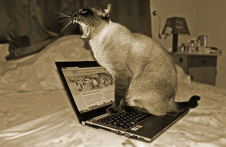 photography of cat on turned on laptop computer