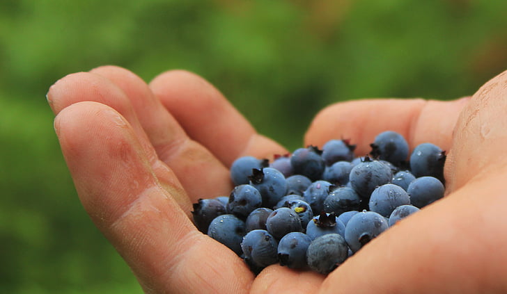 person with blueberries on his palm