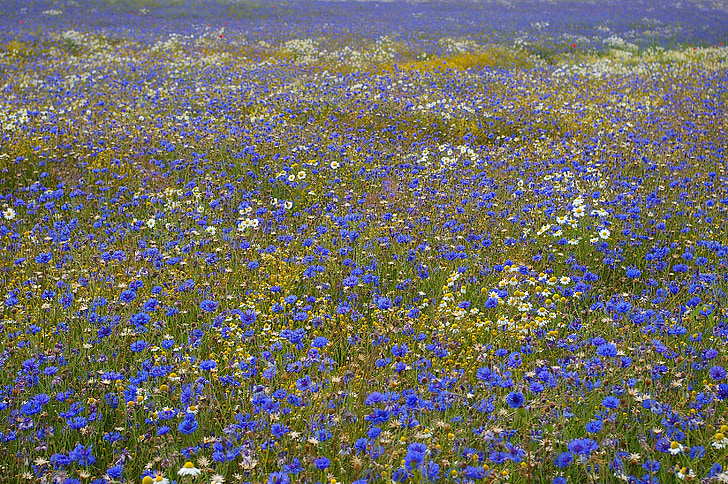blue and white flower field at daytime