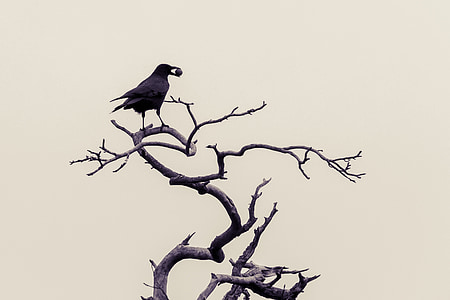 silhouette of bird on top of bare tree