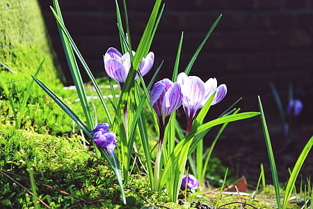 photo of purple-and-white tulip flowers