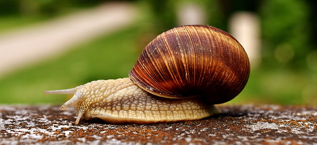 selective focus photography of snail