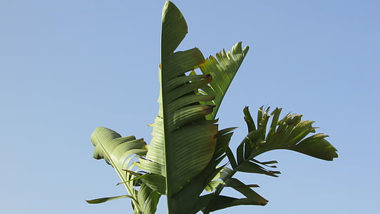 green Banana plant at daytime