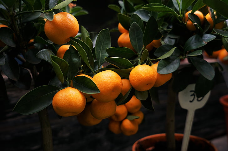 macro shot photography of orange fruits