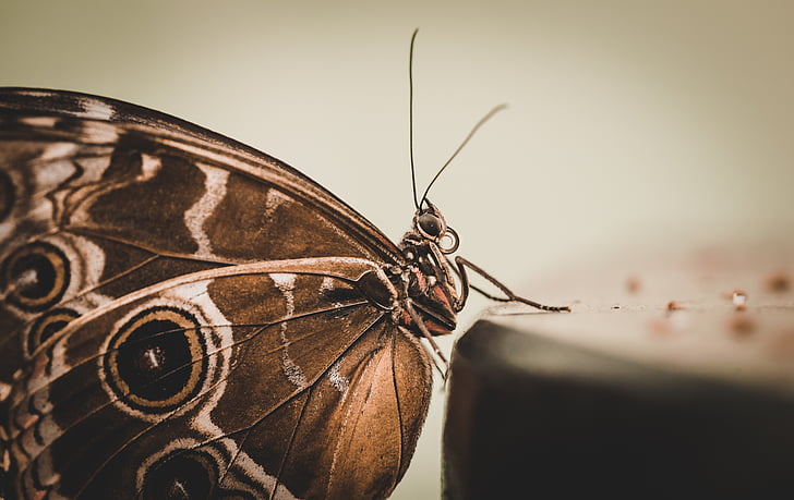 closeup photography of common buckeye butterfly